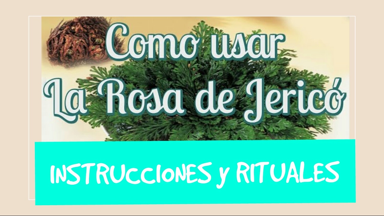 La poderosa oración a la Rosa de Jericó: significado, rituales y